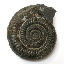 アンモナイト（Dactylioceras）