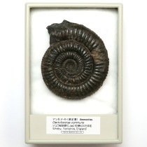 アンモナイト（Dactylioceras）