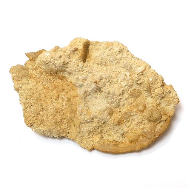 貨幣石(Nummulites)｜化石販売・鉱物販売の東京サイエンス