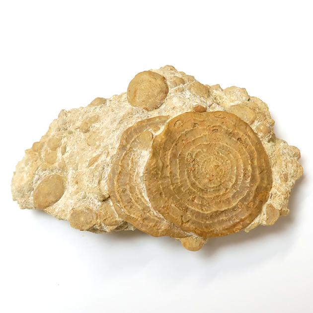 貨幣石(Nummulites)｜化石販売・鉱物販売の東京サイエンス