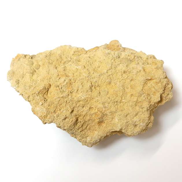 貨幣石(Nummulites)｜化石販売・鉱物販売の東京サイエンス