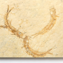 魚の化石（Leptolepides）