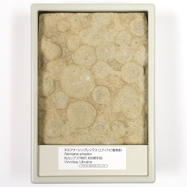 ネミアナ（エディアカラ動物群）