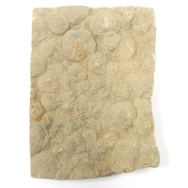 ネミアナ（エディアカラ動物群）