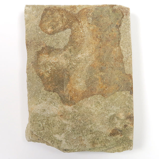 ネミアナ（エディアカラ動物群）