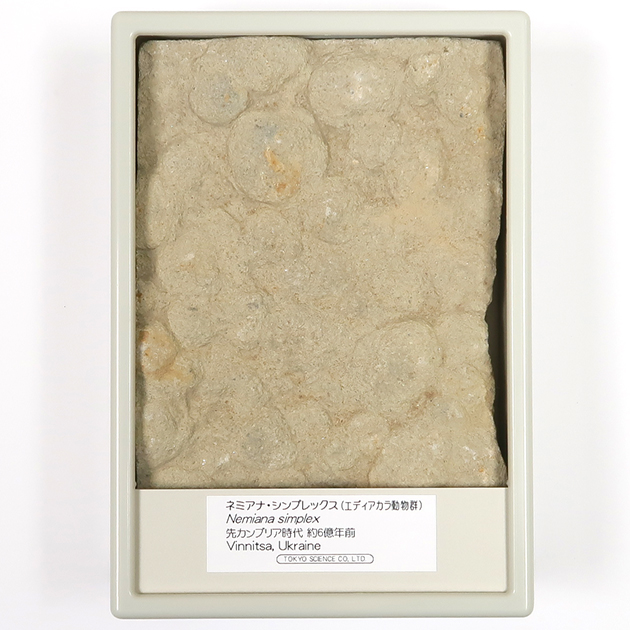 ネミアナ（エディアカラ動物群）