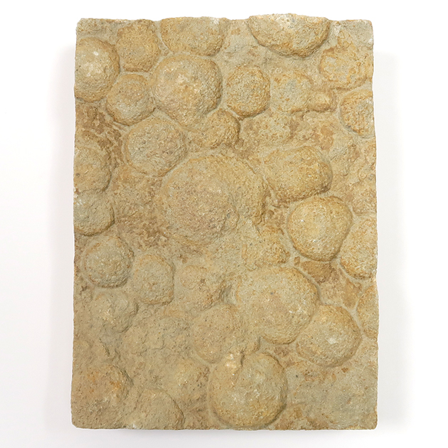 ネミアナ（エディアカラ動物群）