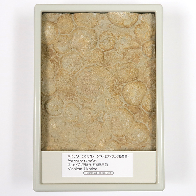 ネミアナ（エディアカラ動物群）