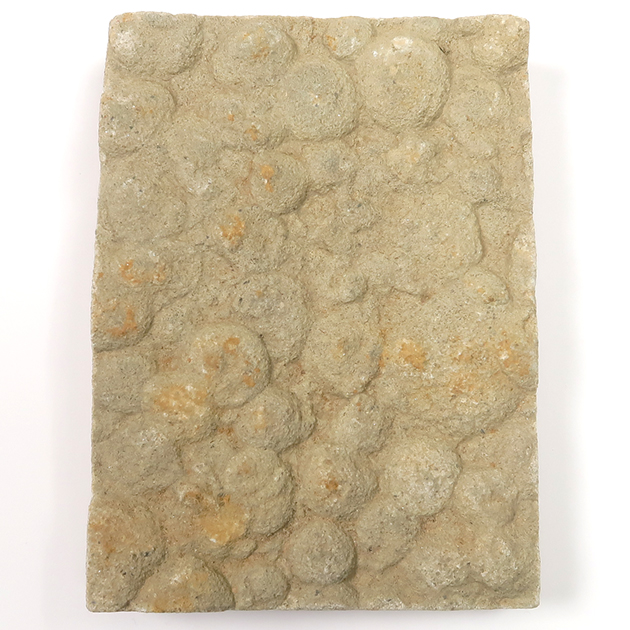 ネミアナ（エディアカラ動物群）