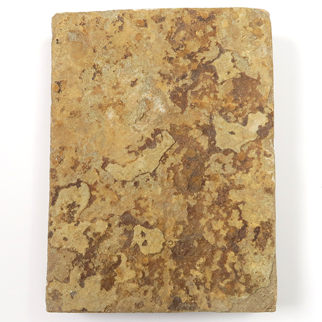 ネミアナ（エディアカラ動物群）