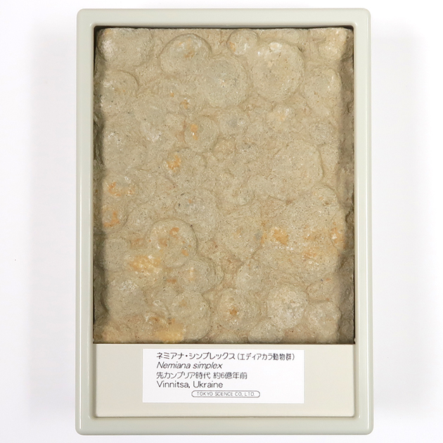 ネミアナ（エディアカラ動物群）