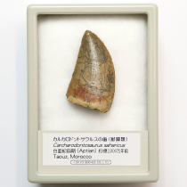 カルカロドントサウルスの歯