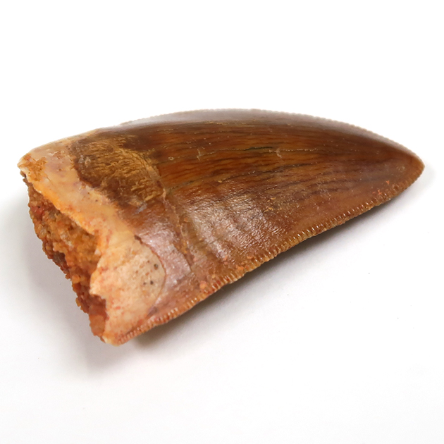 カルカロドントサウルスの歯