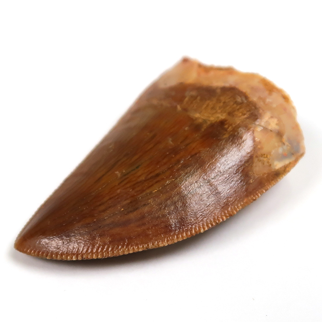 カルカロドントサウルスの歯