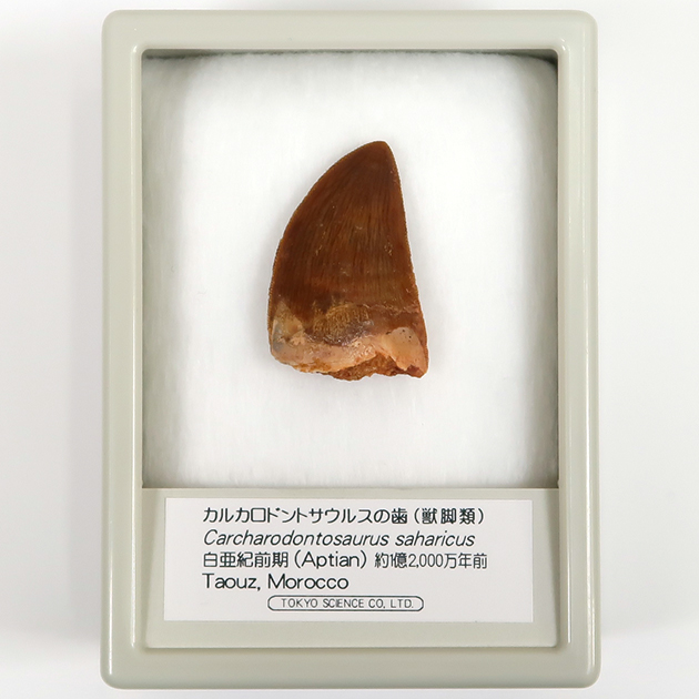 カルカロドントサウルスの歯