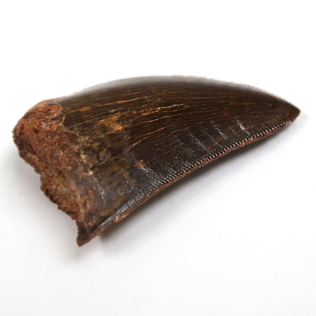 カルカロドントサウルスの歯