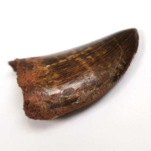 カルカロドントサウルスの歯