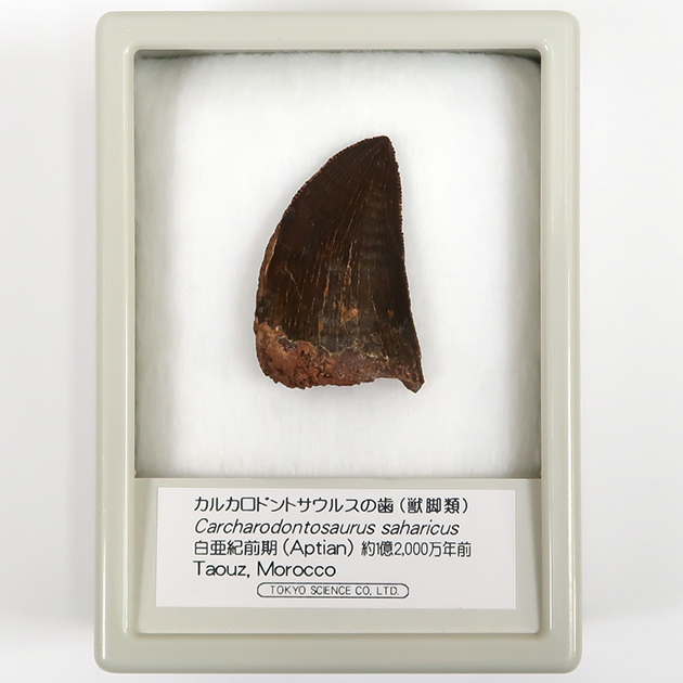 カルカロドントサウルスの歯