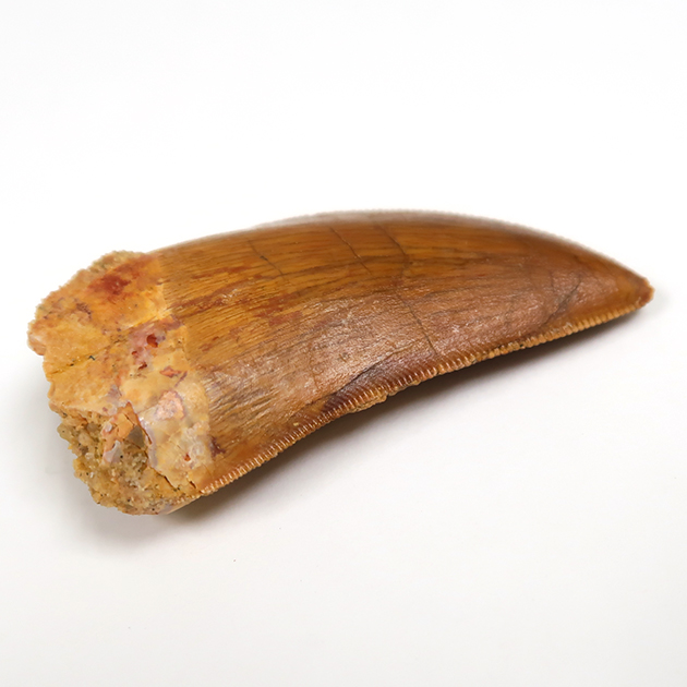 カルカロドントサウルスの歯