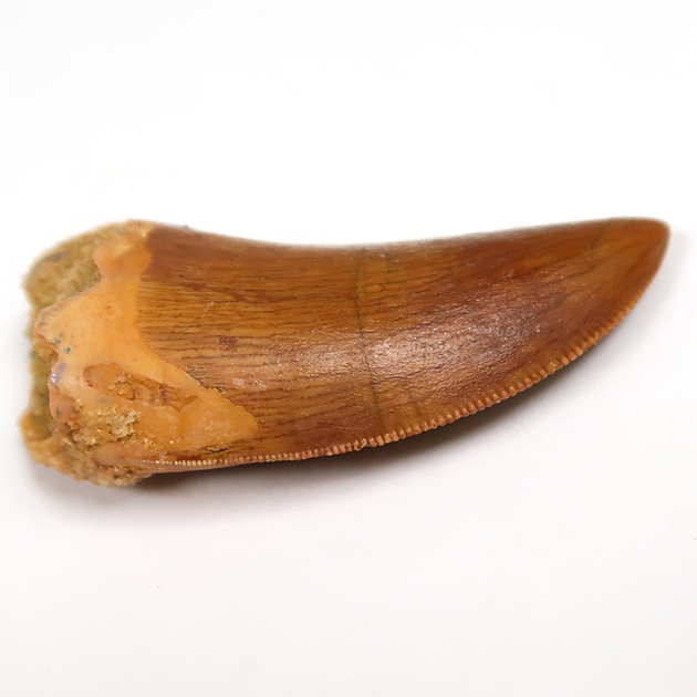 カルカロドントサウルスの歯