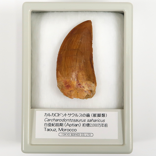 カルカロドントサウルスの歯