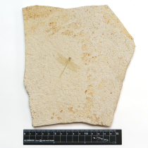 トンボの化石