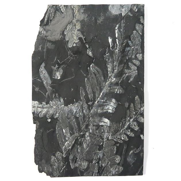 シダ種子類（Alethopteris）