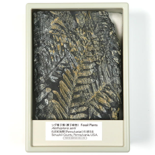 シダ種子類（Alethopteris）