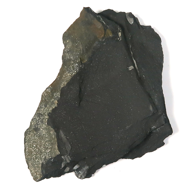 シダ種子類（Alethopteris）