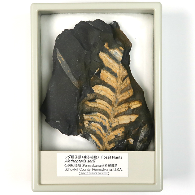 シダ種子類（Alethopteris）