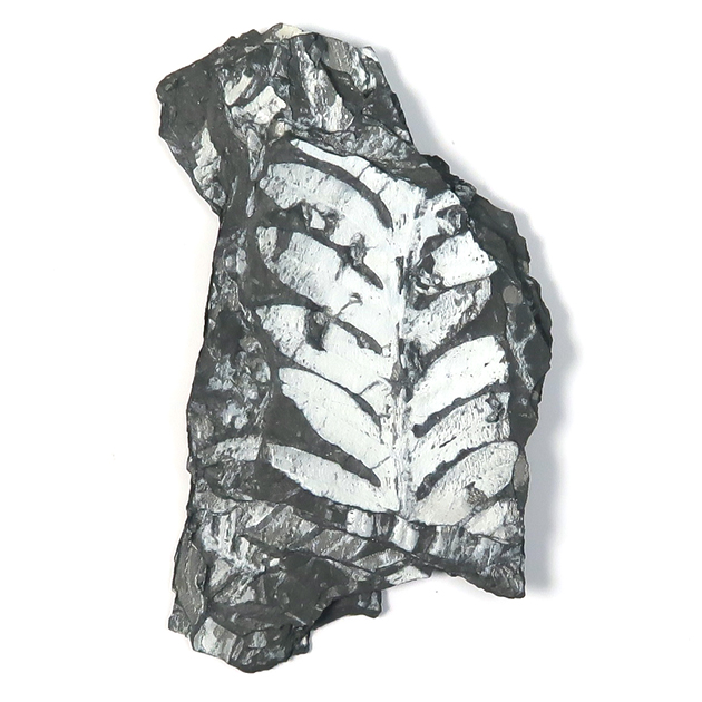 シダ種子類（Alethopteris）