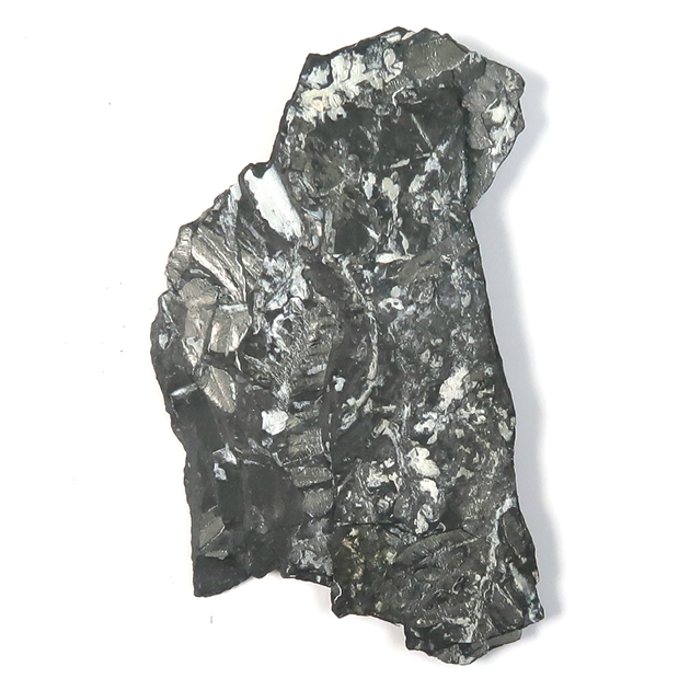 シダ種子類（Alethopteris）