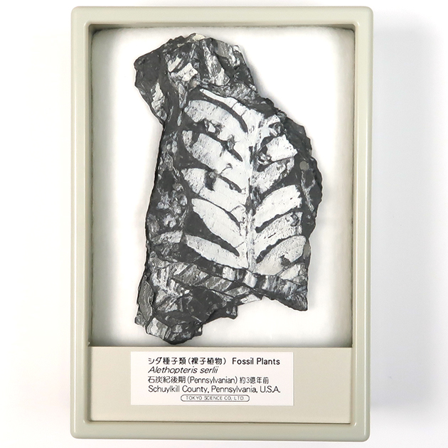 シダ種子類（Alethopteris）