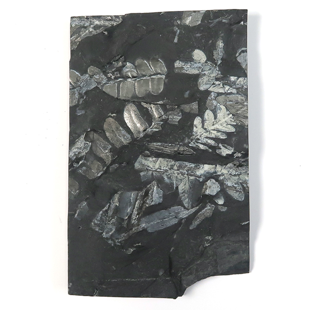 シダ種子類（Alethopteris）