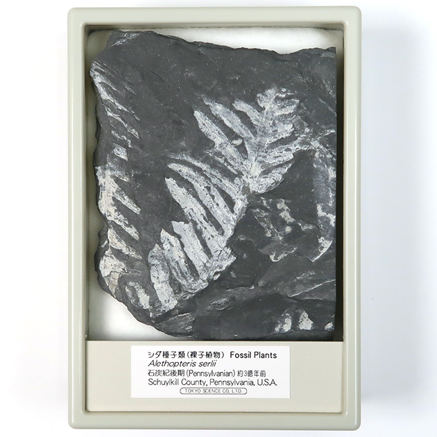 シダ種子類（Alethopteris）