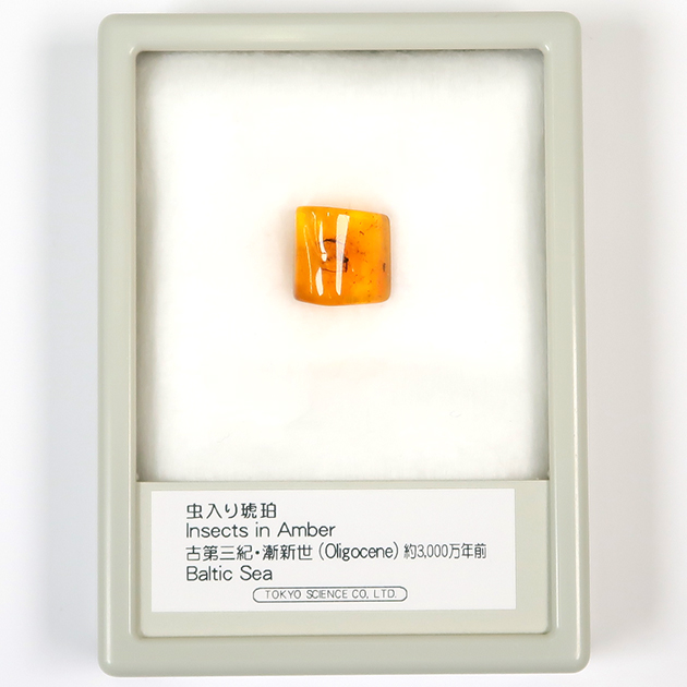 虫入り琥珀