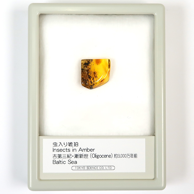虫入り琥珀