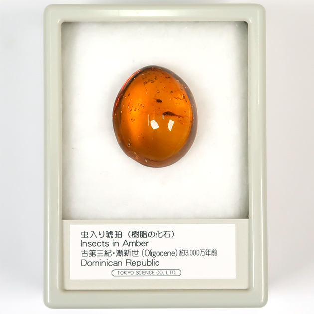 虫入り琥珀