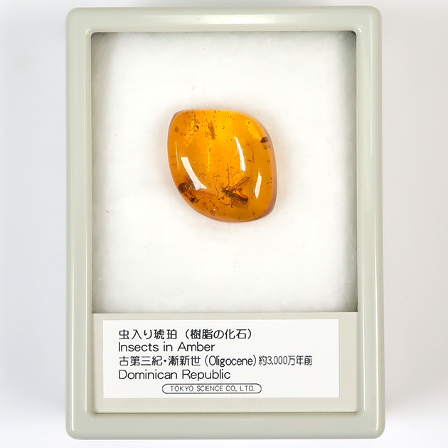 虫入り琥珀