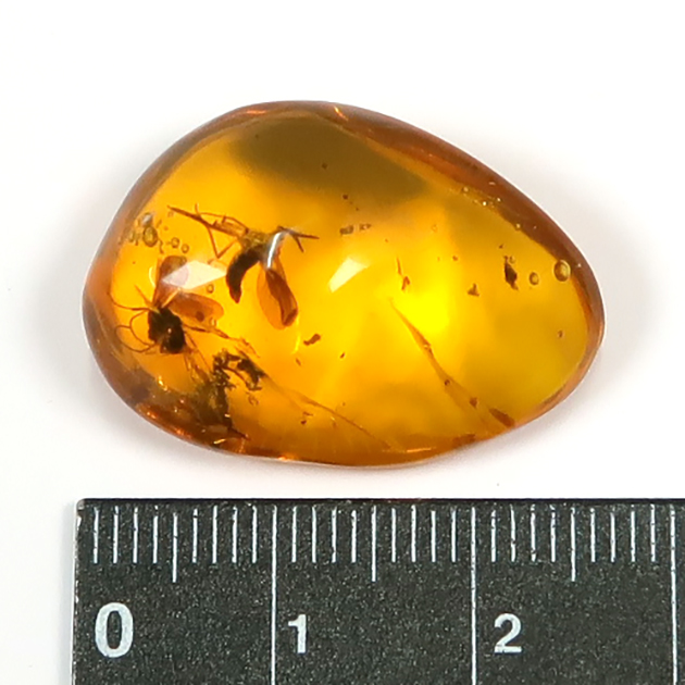 虫入り琥珀（Insects in Amber）｜化石販売・鉱物販売の東京