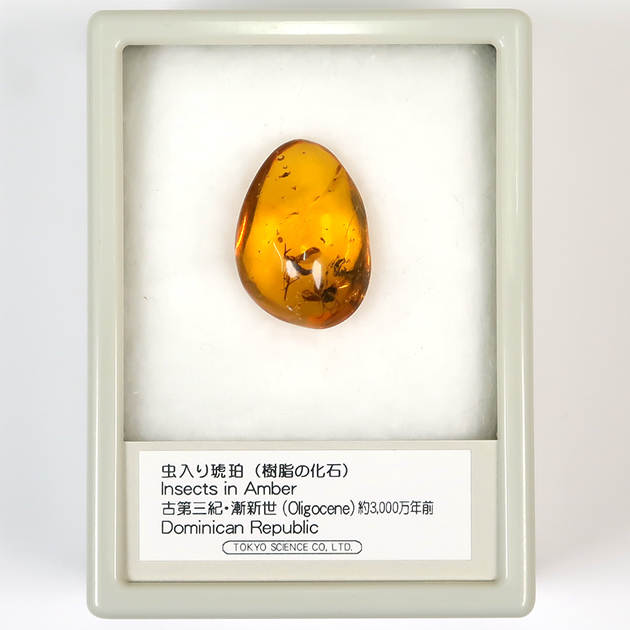 虫入り琥珀（Insects in Amber）｜化石販売・鉱物販売の東京
