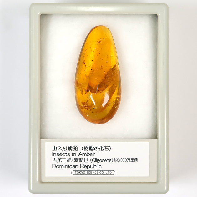 虫入り琥珀