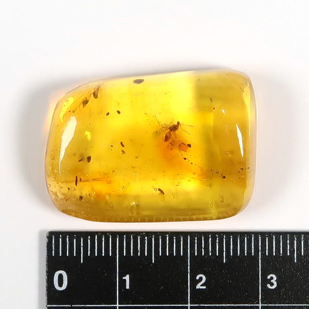 虫入り琥珀