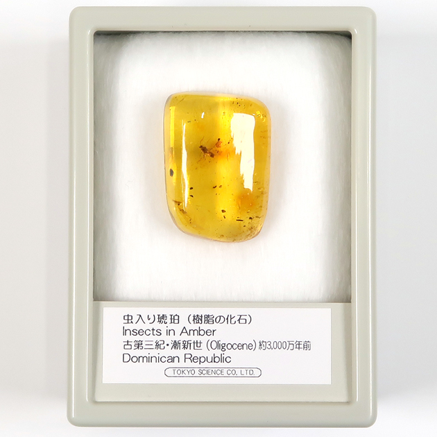 虫入り琥珀