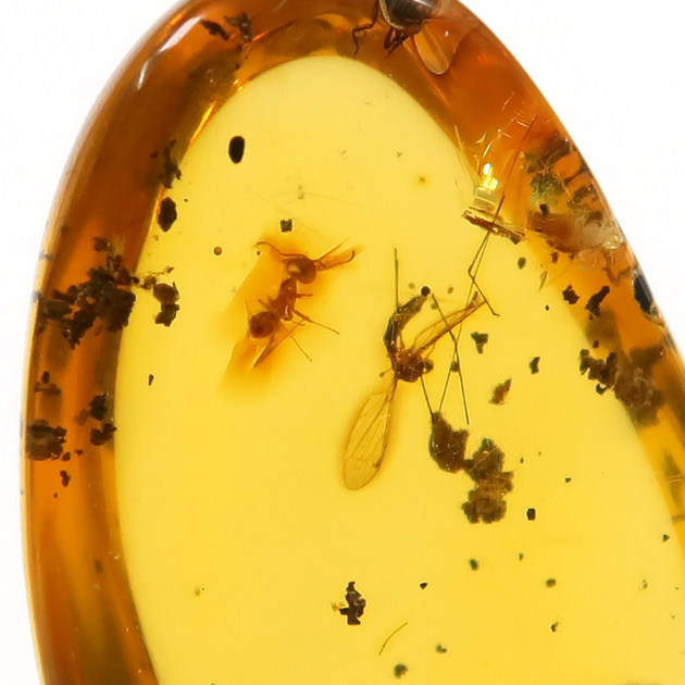 虫入り琥珀