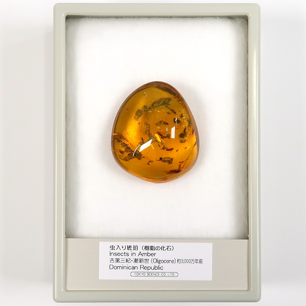 虫入り琥珀