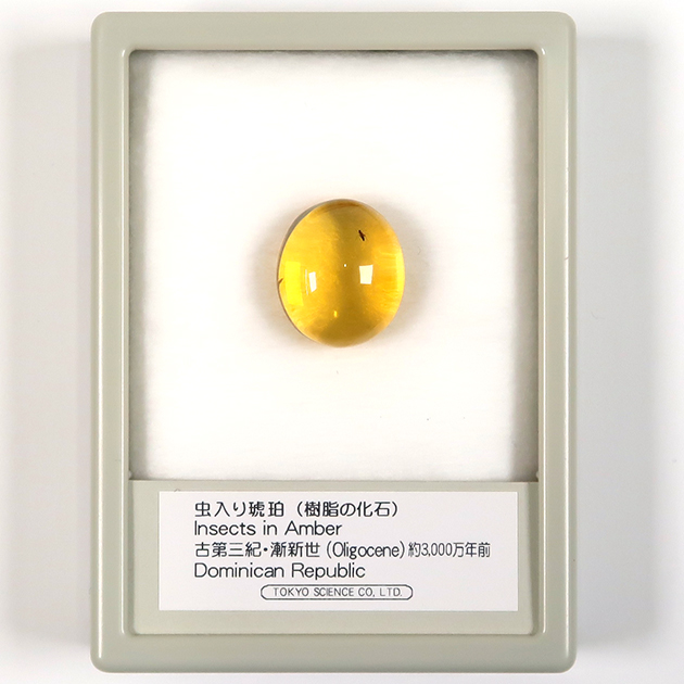 虫入り琥珀（Insects in Amber）｜化石販売・鉱物販売の東京サイエンス