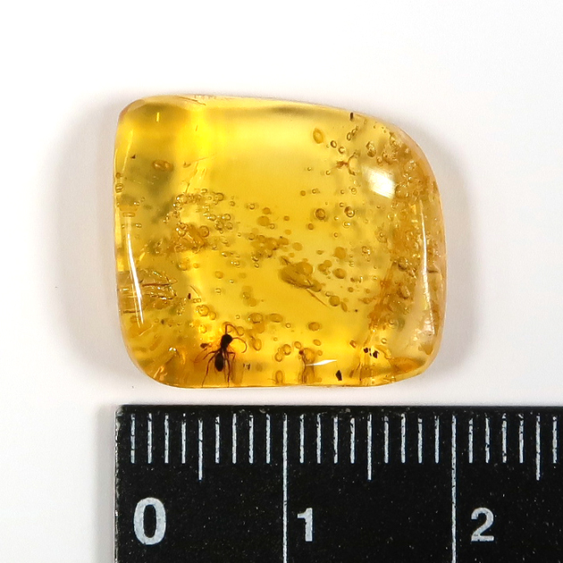 虫入り琥珀（Insects in Amber）｜化石販売・鉱物販売の東京サイエンス