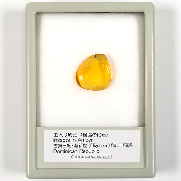 虫入り琥珀