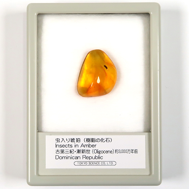 虫入り琥珀（Insects in Amber）｜化石販売・鉱物販売の東京サイエンス